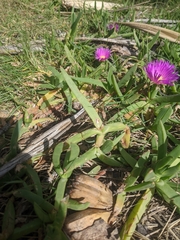 Carpobrotus glaucescens