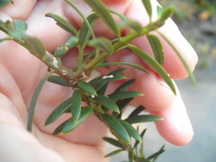 Madarococcus totarae