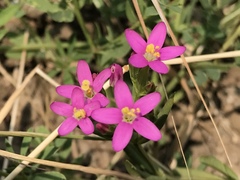 Zeltnera muehlenbergii