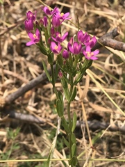 Zeltnera muehlenbergii