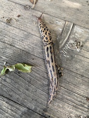Limax maximus