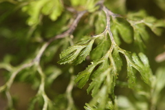 Hymenophyllum multifidum