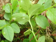 Exobasidium arescens