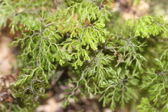 Hymenophyllum multifidum