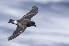 Band-Rumped Storm-Petrel photo 2