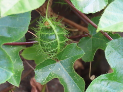 Passiflora foetida