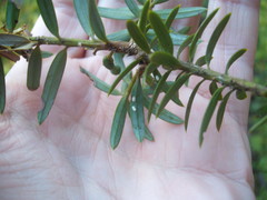 Madarococcus totarae