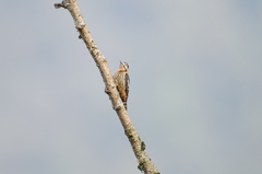 Dendrocopos darjellensis