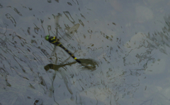 Epophthalmia elegans