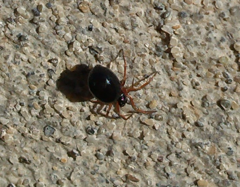 Erigoninae
