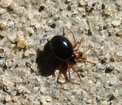 Erigoninae