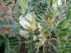 Astragalus sempervirens