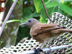 Cocoa Thrush photo 4