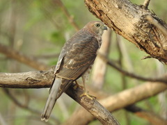 Accipiter badius