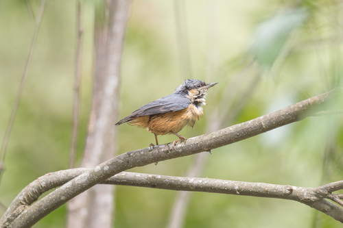 White-tailed Nuthatch (Sitta himalayensis), photo 7