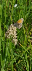 Coenonympha pamphilus