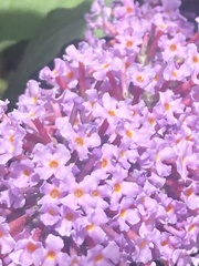 Buddleja davidii