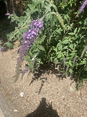 Buddleja davidii