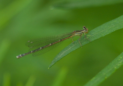 Platycnemis phyllopoda