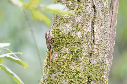Sikkim Treecreeper (Certhia discolor), photo 3