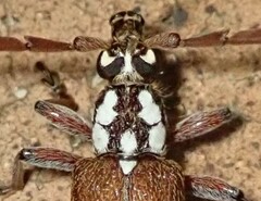 Strongylurus thoracicus