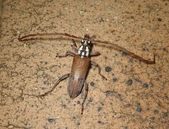 Strongylurus thoracicus