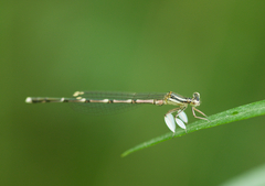 Platycnemis phyllopoda