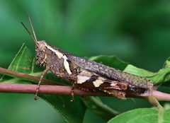 Xenocatantops humilis