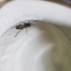 Diphyus quadripunctorius