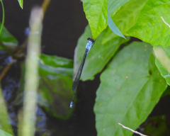 Pseudagrion