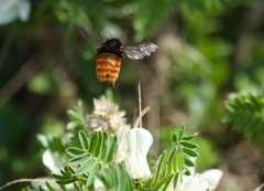 Bombus pyrosoma