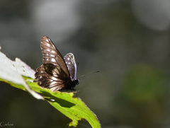 Catasticta flisa flisa