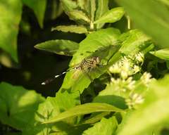 Orthetrum sabina