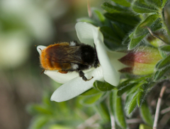Bombus pyrosoma
