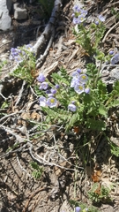 Polemonium pulcherrimum delicatum