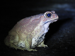 Duttaphrynus melanostictus