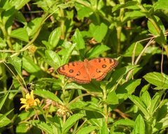 Junonia almana