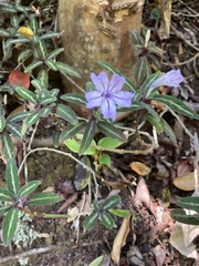 Ruellia devosiana