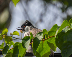 Pycnonotus aurigaster