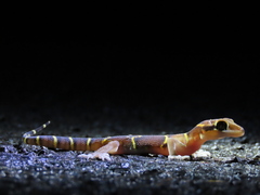 Cyrtodactylus deccanensis