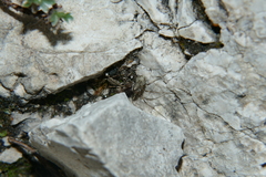 Megabunus