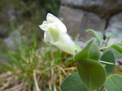 Antirrhinum molle