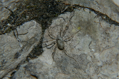 Megabunus