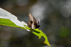 Catasticta flisa flisa