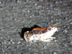 Hydrophylax bahuvistara