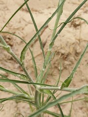 Tragopogon ucrainicus