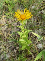 Pentanema salicinum