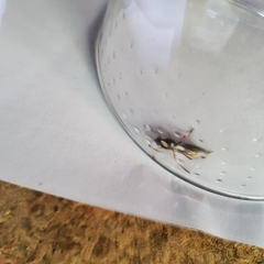 Diphyus quadripunctorius