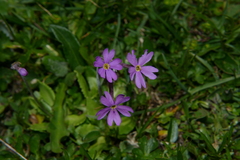 Primula halleri