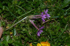 Primula halleri